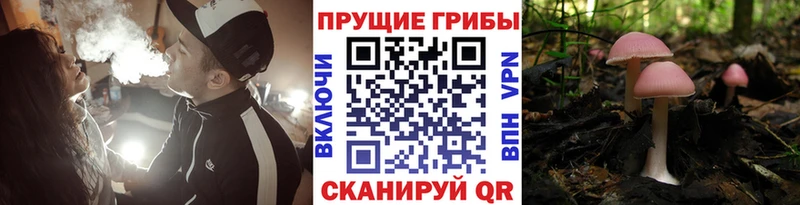 Псилоцибиновые грибы Psilocybine cubensis  Сланцы 